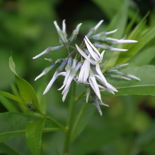 Amsonia illustris 